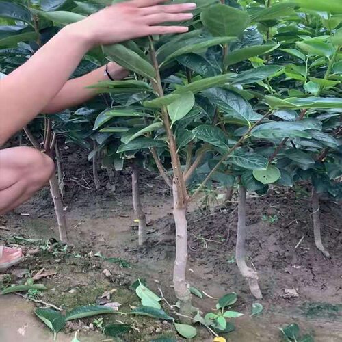 柿子苗树脆甜柿无核柿南北方种植特大庭院地栽当年结果柿子树果苗 - 图2