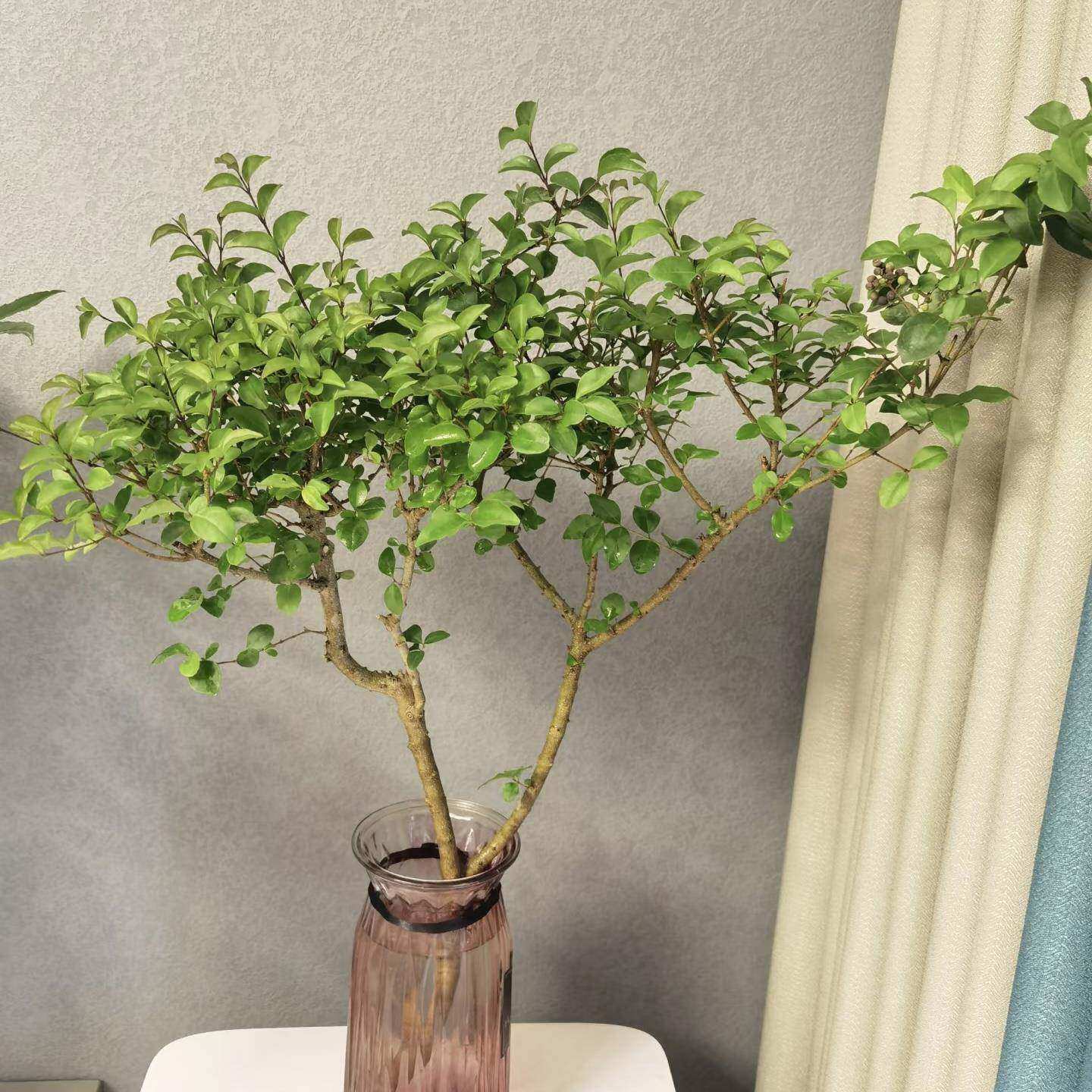 水培小叶女贞老桩悬崖造型盆景四季常青小绿植物S弯办公室内桌面,淘宝优惠券,粉丝福利购,淘宝优惠卷