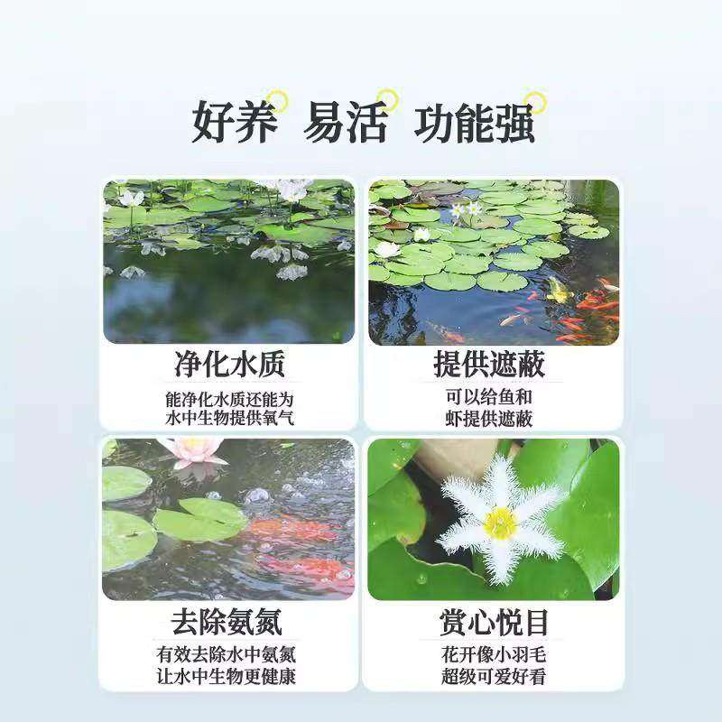 一叶莲无土水生水培植物水生水养鱼盆池碗莲盆栽莲花水养池塘水生,淘宝优惠券,粉丝福利购,淘宝优惠卷