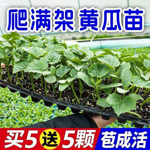 优质黄瓜黄瓜秧苗水苗果黄瓜带土发货密刺黄瓜早熟高产现挖现发 - 图0
