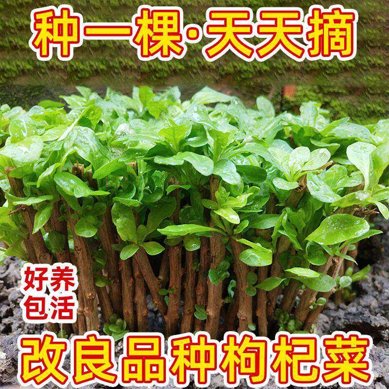 【滋阴养血】枸杞树苗大叶食用枸杞叶菜苗子种植盆栽四季新鲜蔬菜,淘宝优惠券,粉丝福利购,淘宝优惠卷