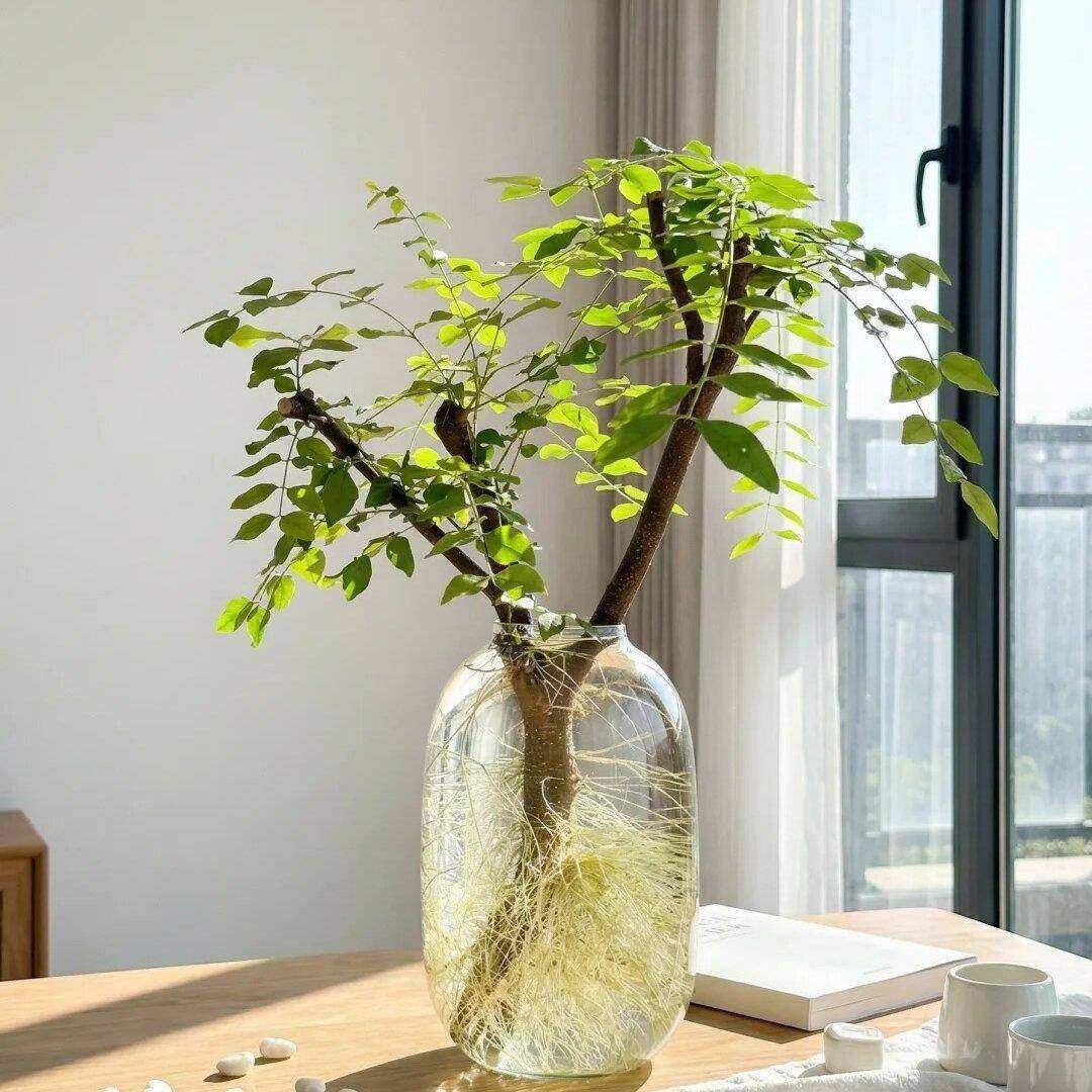 水培小叶女贞老桩悬崖造型盆景四季常青小绿植物S弯办公室内桌面,淘宝优惠券,粉丝福利购,淘宝优惠卷