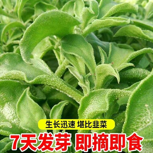 正品冰菜新鲜冰晶菜南方蔬菜四季长寿菜营养高钙冻不死沙拉菜种子 - 图2