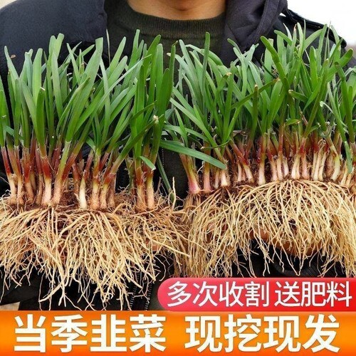 韭菜根苗四季种植紫根庭院阳台农家小叶新鲜细叶韭菜根蔬韭菜 - 图1