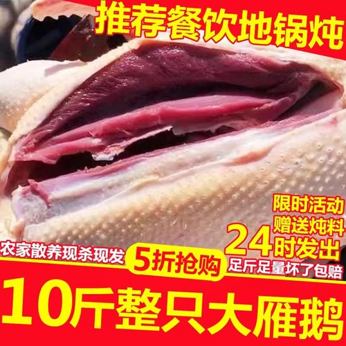 大雁鹅活杀农家散养整只东北非大鹅鹅肉10斤超大冷冻批发驰雁大雁 - 图0