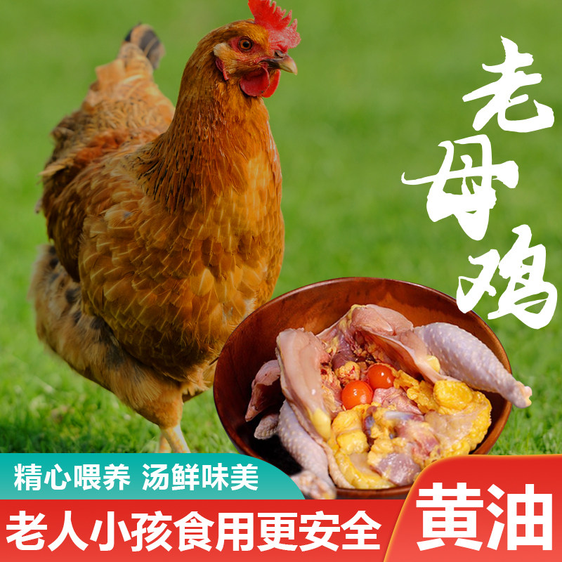 农家下蛋鸡500天老母鸡整鸡土鸡农家乡下散养走地鸡现杀冰鲜速发,淘宝优惠券,粉丝福利购,淘宝优惠卷
