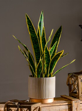 仿真虎皮兰绿植盆景m假树盆栽植物仿生室内客厅桌面办公室造景装