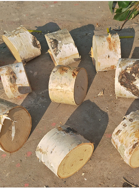 木墩子凳子原木木头树桩摆件天然枯木树桩白桦树干木段根雕换鞋凳