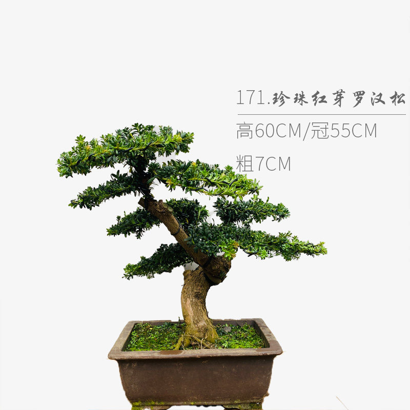 珍珠红芽罗汉松 高端罗汉松盆景 随园,淘宝优惠券,粉丝福利购,淘宝优惠卷