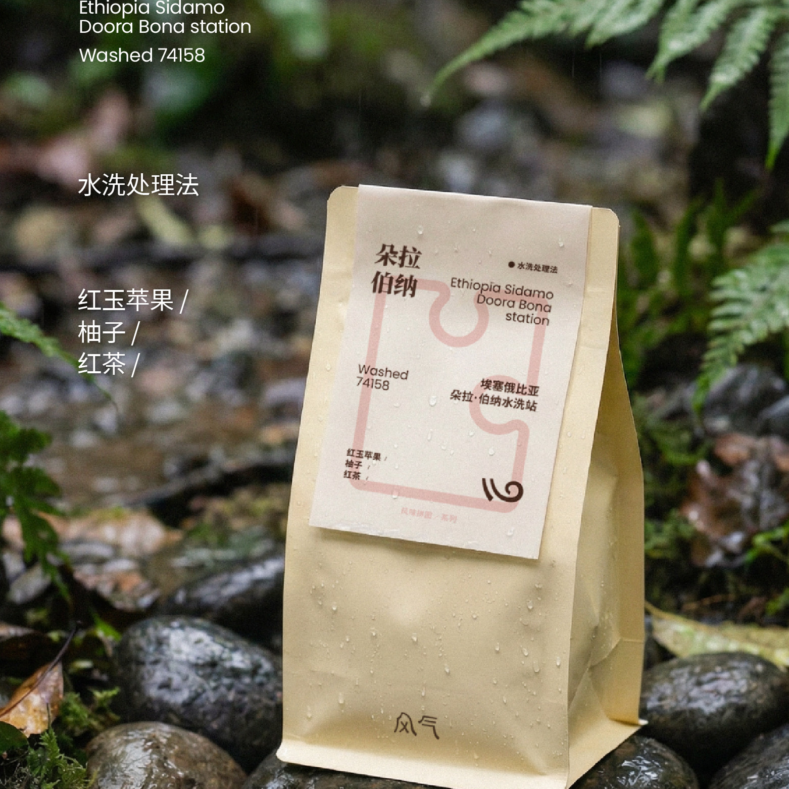风气咖啡浅烘手冲精品咖啡豆