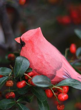 鹿妖商店 北美红雀 主红雀 手工动物木雕摆件 愤怒的小鸟 肥啾鸟