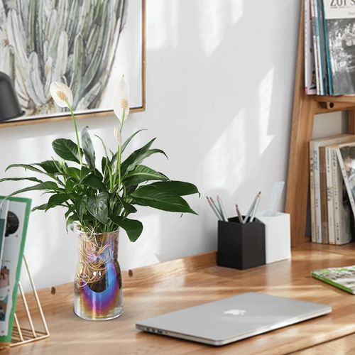 心森岚美酒白掌花卉一帆风顺绿植水培好养室内水养客厅植物盆栽 - 图2