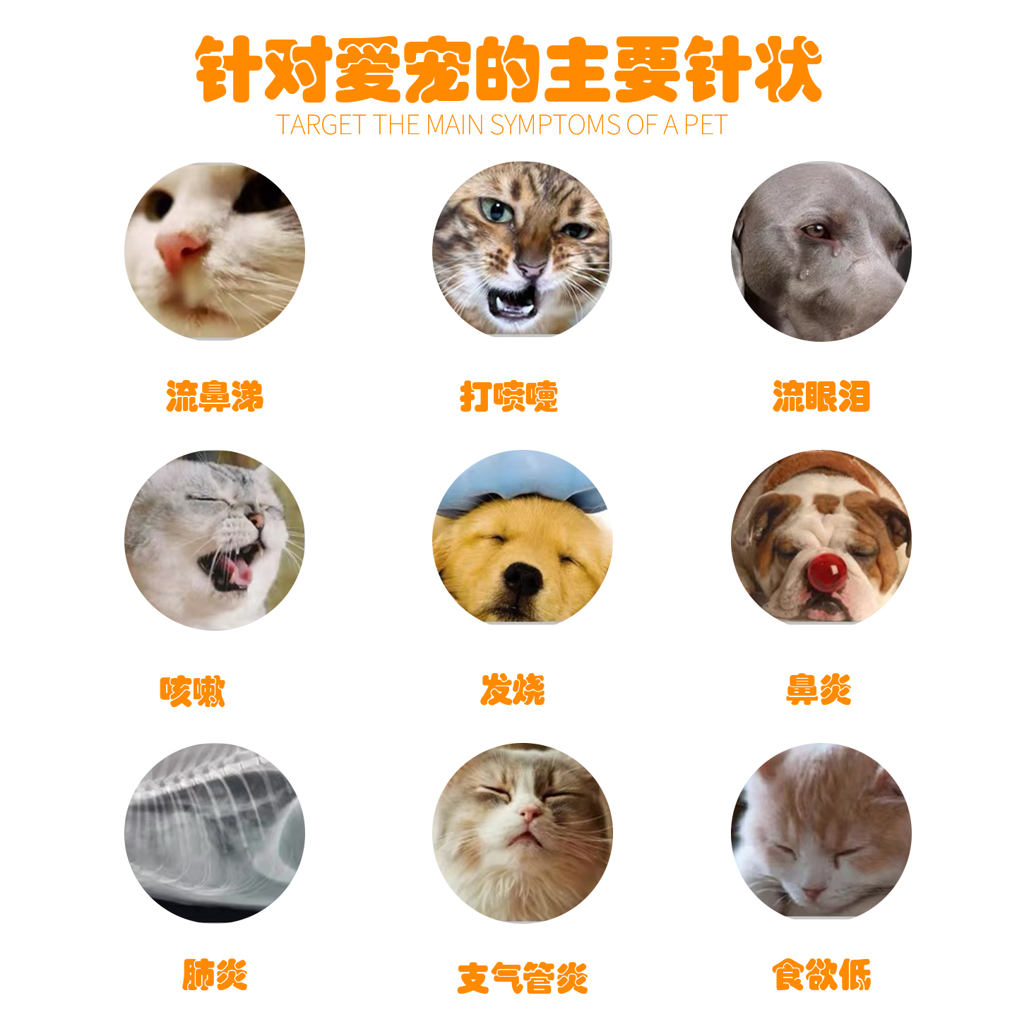 【惠中动保】安舒宁盐酸多西环素片犬猫抗菌消炎药宠物抗生素 - 图0