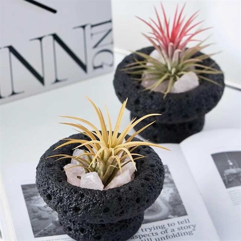 空气凤梨室内懒人好养小盆栽香薰创意趣味桌面绿植办公室植物送礼 - 图2