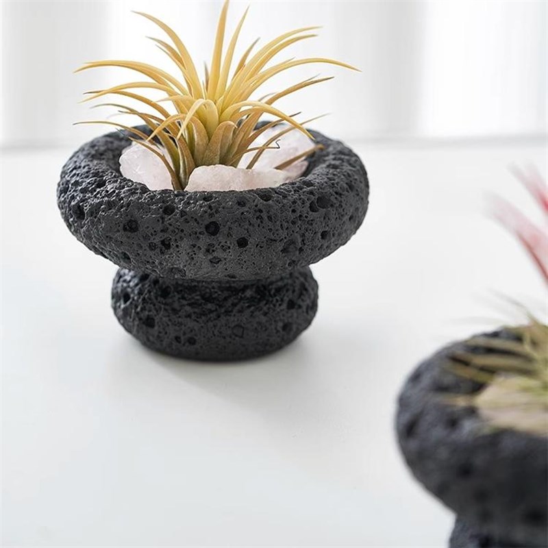 空气凤梨室内懒人好养小盆栽香薰创意趣味桌面绿植办公室植物送礼 - 图1