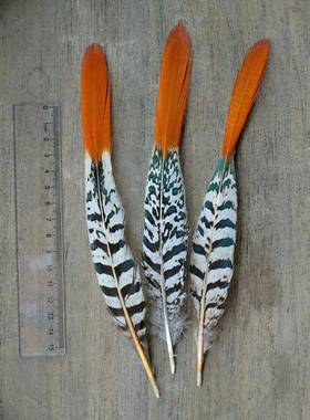 【真羽毛】鸟羽鹅毛孔雀标本手工画山鸡鸵鸟相框铜鸡鸭逗猫收藏