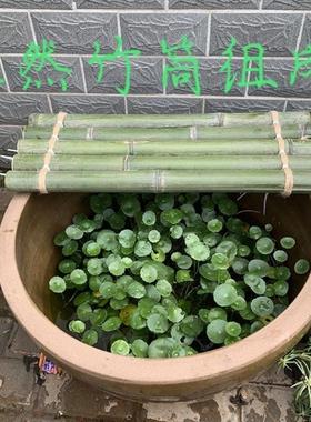 鱼缸上置物板漂浮竹diy装饰竹排竹垫竹子流水板造景配件摆件