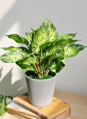 仿真绿植竹芋盆景树脂盆家居办公绿化小桌摆饰
