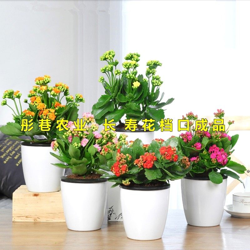 长寿花专用土家庭园艺种植土弱酸性盆栽花卉通用型营养土绿植新土,淘宝优惠券,粉丝福利购,淘宝优惠卷