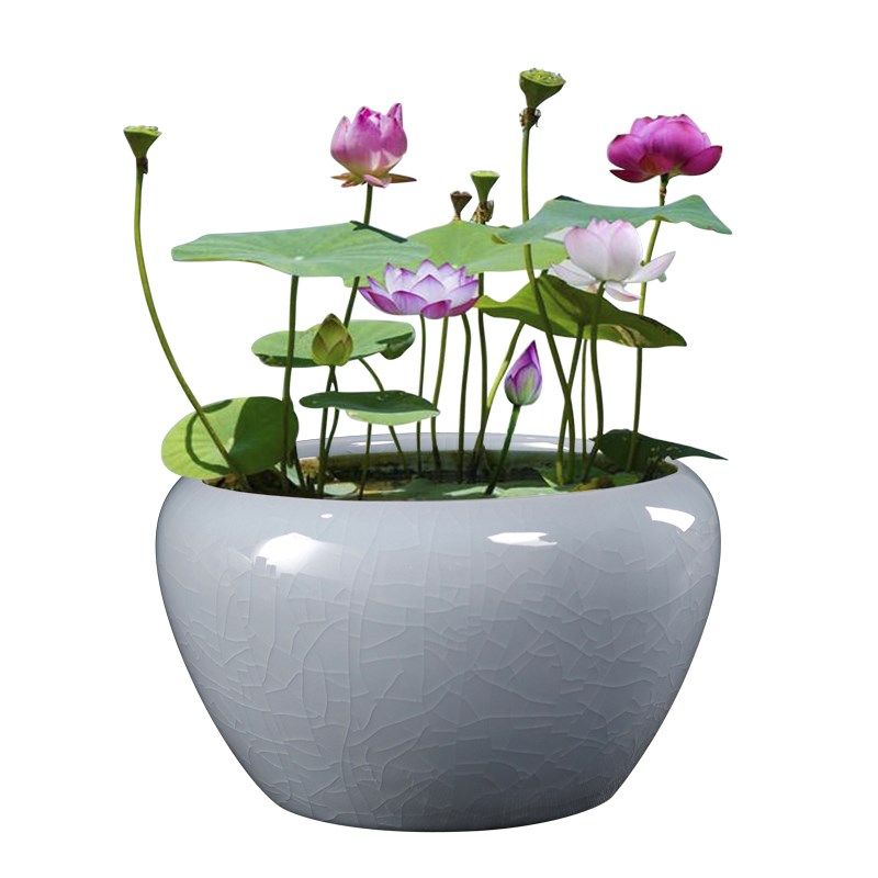 哥窑水培绿植陶瓷花盆碗莲睡莲荷花大口径专用盆缸无孔阳台一叶莲,淘宝优惠券,粉丝福利购,淘宝优惠卷