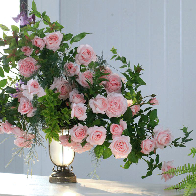 惠惠的花园娜河马花苗爬藤拱门攀援植物玫瑰花卉庭院花园玫瑰盆栽,淘宝优惠券,粉丝福利购,淘宝优惠卷