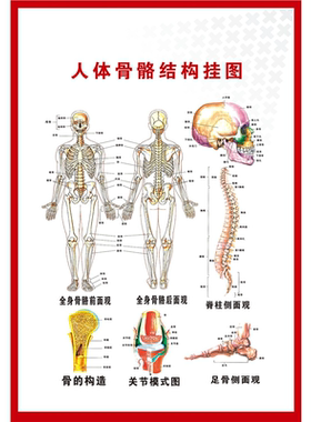 人体骨骼图挂图人体内脏器官结构图海报脊柱图解肌肉分布解剖挂画