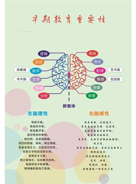 人体开发大脑左右脑部功能图宣传栏海报印制展板写真喷绘挂图墙贴