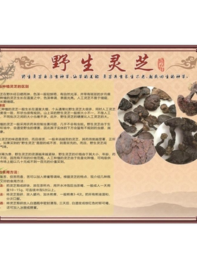 野生赤灵芝的功效海报展板灵芝孢子粉野生灵芝墙贴墙纸装饰画KT板