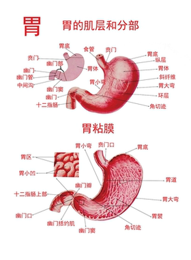 人体内脏解剖系统示意图海报医学宣传挂图人体器官心脏结构图展板