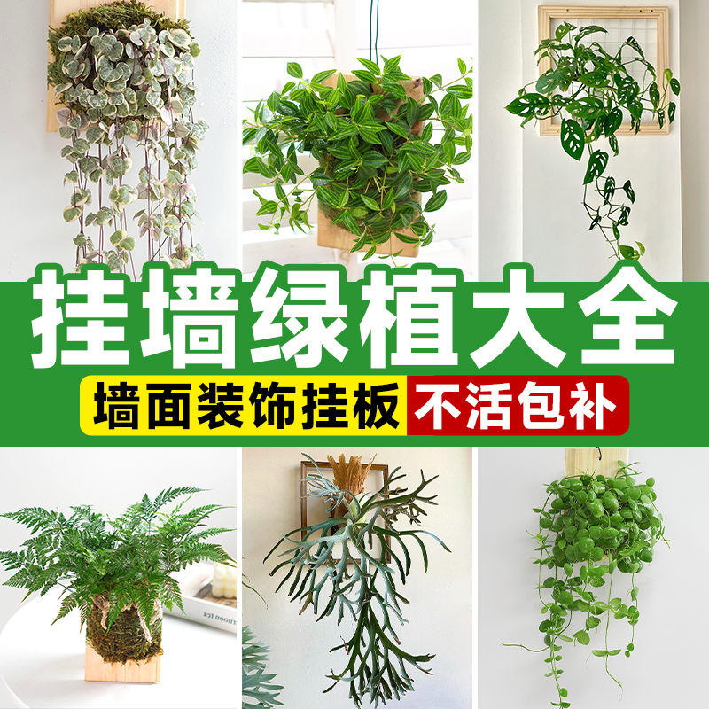 挂墙绿植鹿角蕨板植挂板二岐悬挂式苔藓蕨类盆栽垂吊植物壁挂装饰 - 图0