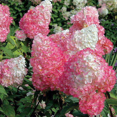 圆锥绣球香草草莓石灰灯夏日美人北极熊耐寒阳台庭院大苗加仑diss,淘宝优惠券,粉丝福利购,淘宝优惠卷