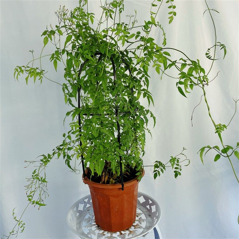 素馨花盆栽多花花卉室内阳台庭院四季易活懒人花爬藤藤蔓绿植花卉,淘宝优惠券,粉丝福利购,淘宝优惠卷