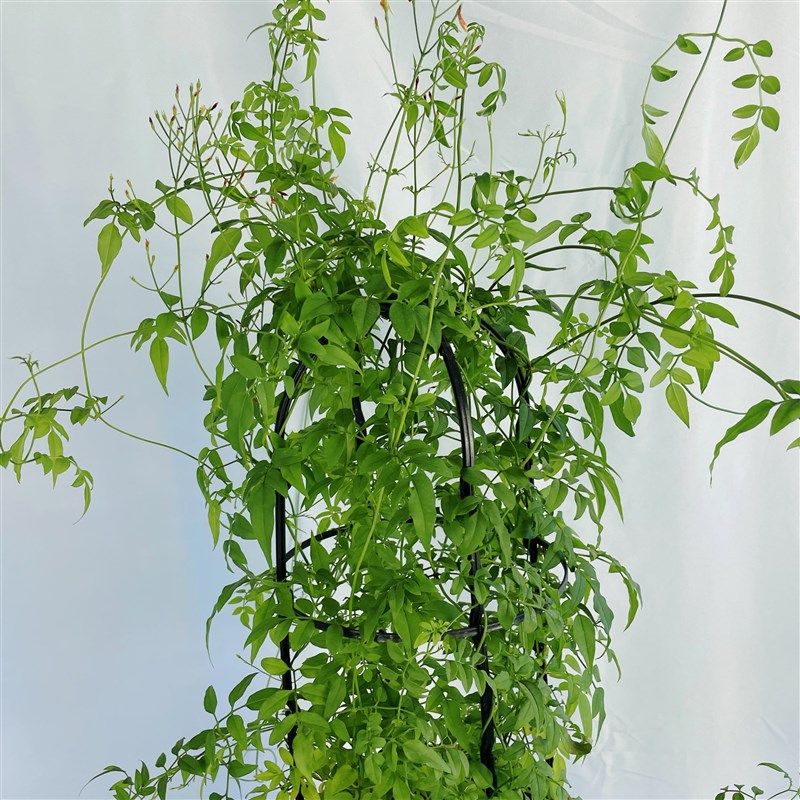 素馨花盆栽多花花卉室内阳台庭院四季易活懒人花爬藤藤蔓绿植花卉,淘宝优惠券,粉丝福利购,淘宝优惠卷