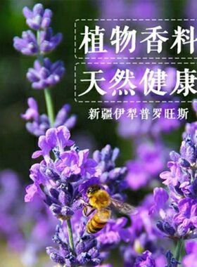 新疆伊犁薰衣草干束客厅熏衣草家居装饰摆设真安神助眠小新
