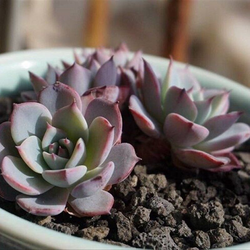 天然黑色火山石多肉铺面石颗粒水族造景伴土富士砂黑钢砂黑火山石,淘宝优惠券,粉丝福利购,淘宝优惠卷