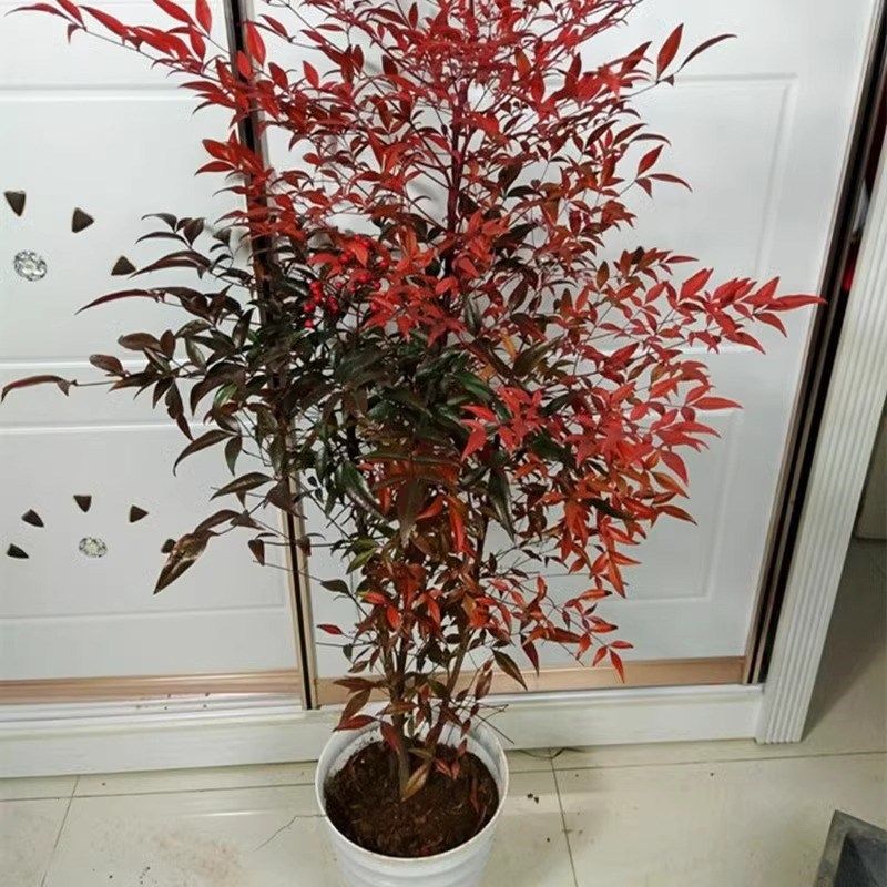 火焰南天竹盆栽树苗客厅绿植室外庭院地栽植物大颗工程苗绿化苗木,淘宝优惠券,粉丝福利购,淘宝优惠卷