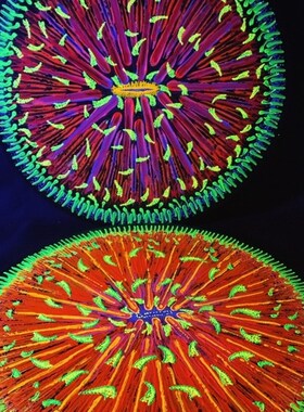 海缸海水鱼装饰荧光画海洋生物现代装饰画定制