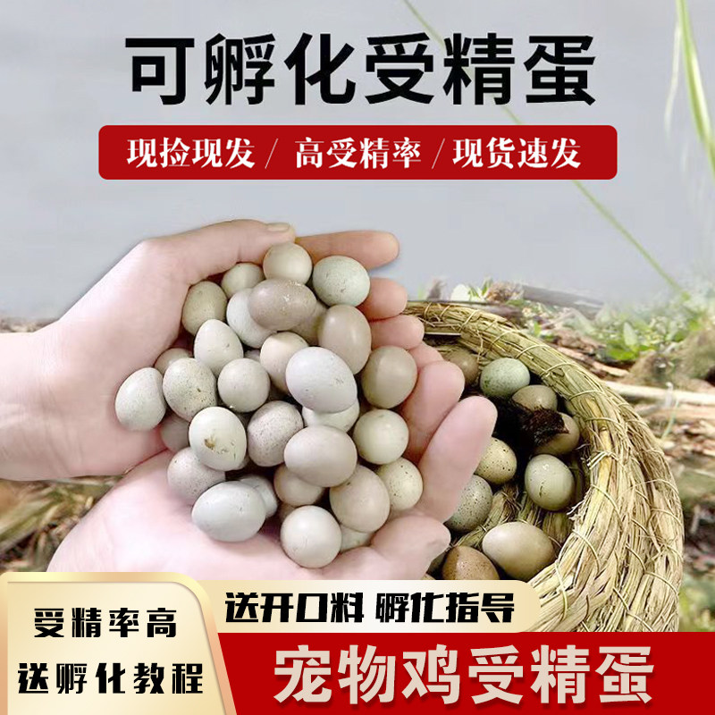 德系变异宠物鸡种蛋受精蛋可孵化蛋礼服纯白瓦灰网红阳台迷你鹌鹑,淘宝优惠券,粉丝福利购,淘宝优惠卷