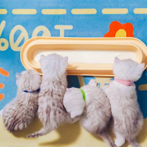 多猫共用长条猫碗奶猫牛奶碗幼猫斜口食盆水碗防打翻宠物喝水盆 - 图0