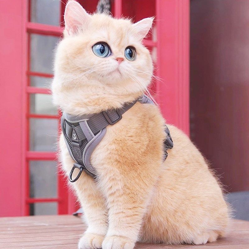 猫咪牵引绳防挣脱外出专用背心式遛溜猫绳宠物背带链子可调节网红,淘宝优惠券,粉丝福利购,淘宝优惠卷