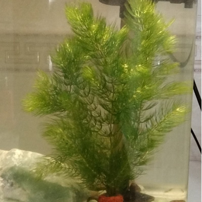 金鱼藻水草淡水植物水族箱鱼缸造景繁殖四季常青净化水质好养易活,淘宝优惠券,粉丝福利购,淘宝优惠卷