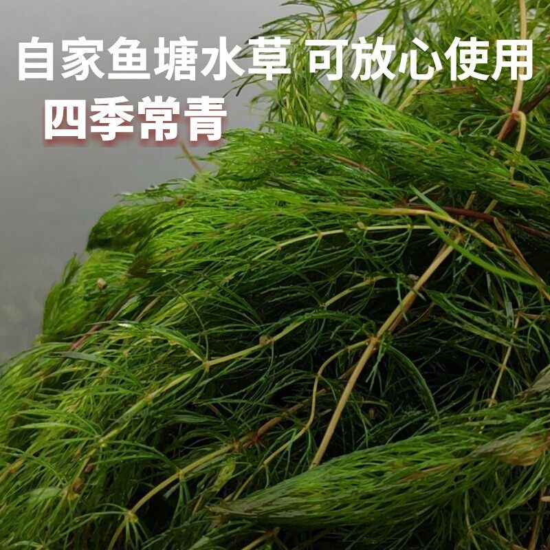 金鱼藻水草淡水植物水族箱鱼缸造景繁殖四季常青净化水质好养易活,淘宝优惠券,粉丝福利购,淘宝优惠卷
