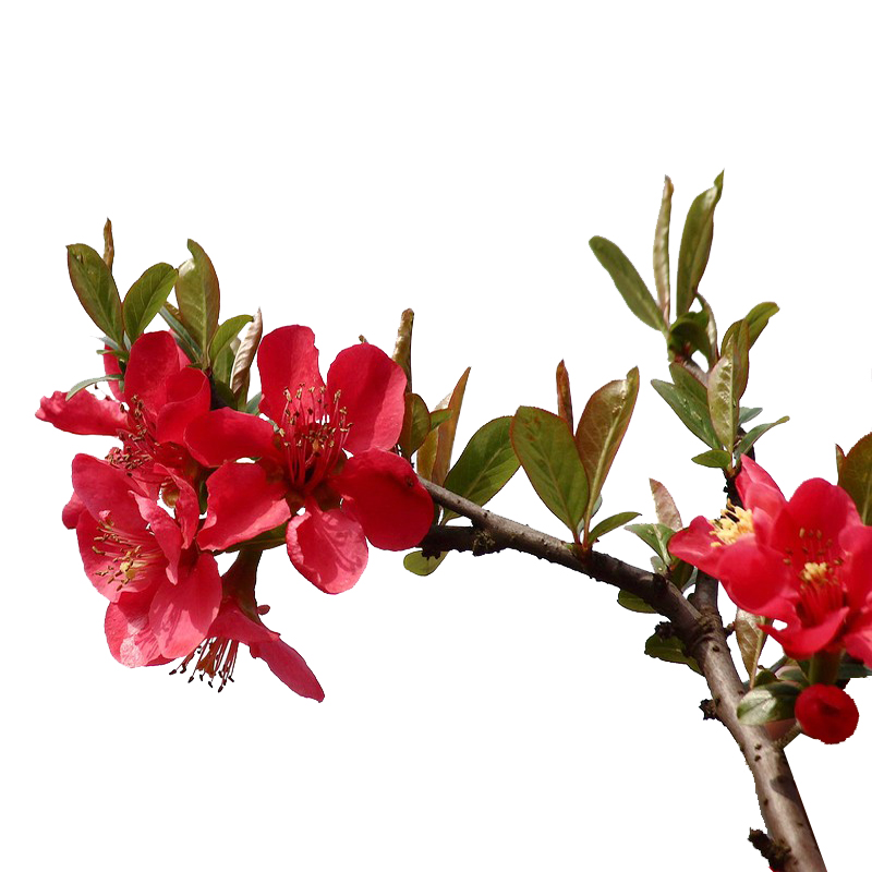 海棠树苗西府垂丝北美海棠花苗盆栽花卉阳台庭院种植物盆栽苗木 - 图3