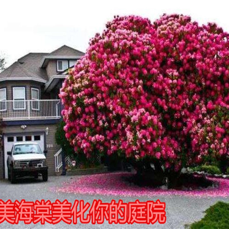 海棠树苗西府垂丝北美海棠花苗盆栽花卉阳台庭院种植物盆栽苗木 - 图2