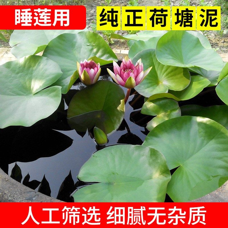 荷花专用泥荷塘泥碗莲养龟种花种菜睡莲铜钱草水生植物通用营养土,淘宝优惠券,粉丝福利购,淘宝优惠卷
