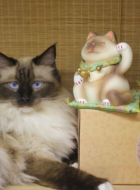 招财猫店铺开业礼品前台收银台陶瓷发财猫摆件生意兴隆生日礼物品