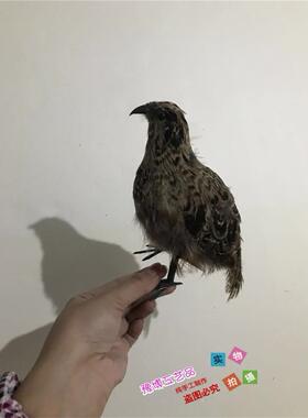 彷真鹌鹑模型园林摆件羽毛动物影视拍摄道具小鸟模型室内鸟笼装饰