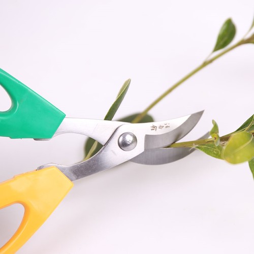 剪刀修枝剪叶园艺剪刀修果树草粗枝细叶多功能家用果树盆景 - 图3