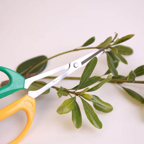 剪刀修枝剪叶园艺剪刀修果树草粗枝细叶多功能家用果树盆景 - 图1