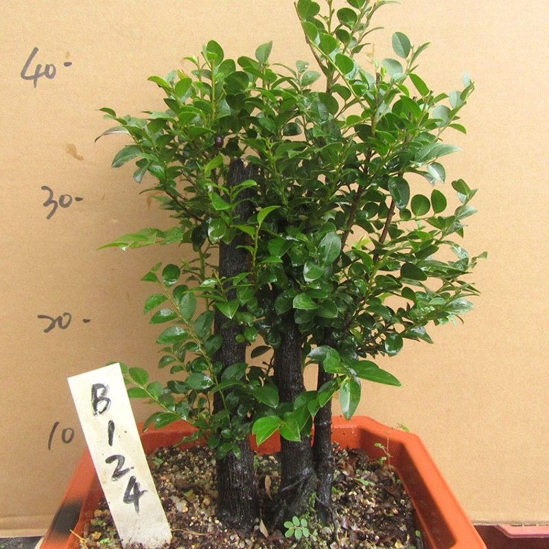 小叶檀香紫檀木盆景树桩室内绿植盆栽紫檀四季常青植物黑檀黑骨茶,淘宝优惠券,粉丝福利购,淘宝优惠卷